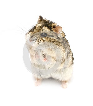 Dwarf hamster