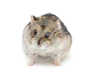 Dwarf hamster