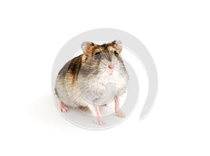 Dwarf hamster