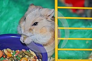 Dwarf Hamster