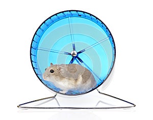 Hamster Exercise Wheel