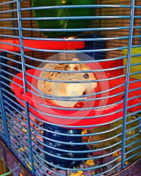 Dwarf Hamster chowing down