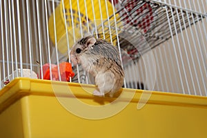 Dwarf Hamster climbing on the cage - Roborovski Hamster