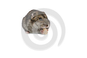 Dwarf hamster eating peanut isolated on the white background