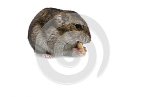 Dwarf hamster eating peanut isolated on the white background