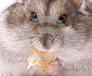 Dwarf hamster eating pumpkin seed