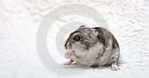 Dwarf hamster eating seeded bread on a chopping board