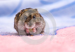Dwarf hamster eating seeded bread on a chopping board