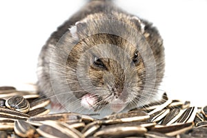 Dwarf hamster eating sunflower seed isolated on the white background.