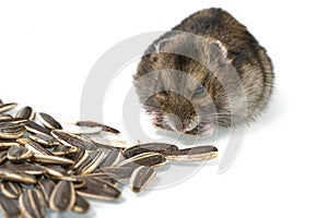 Dwarf hamster eating sunflower seed isolated on the white background.