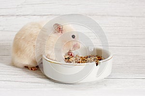 Dwarf hamster eating from white bowl isolated on gray background. Close up macro