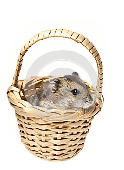 Dwarf hamster in little basket