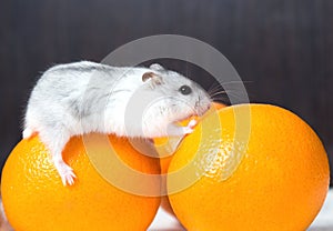 Dwarf hamster with orange oranges on the table