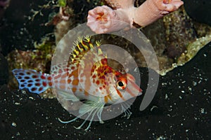 Dwarf Hawkfish