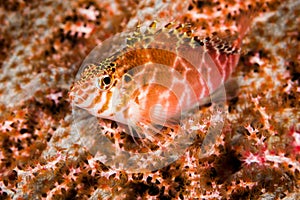dwarf hawkfish on hard coral