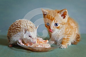 Dwarf hedgehog and red kitten eating together