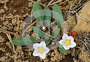 Dwarf Hespirochiron Flower in the Forest