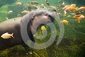 Dwarf hippos play with fish
