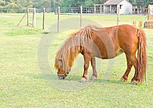 Dwarf horse.