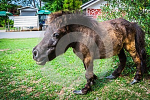 Dwarf horse at Bonanza Exotic Zoo in Thailand