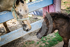 Dwarf horse at Bonanza Exotic Zoo in Thailand