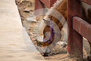 Dwarf horse in the cage