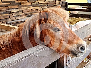 The Dwarf horse in the stalls