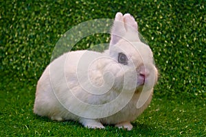 Dwarf hotot