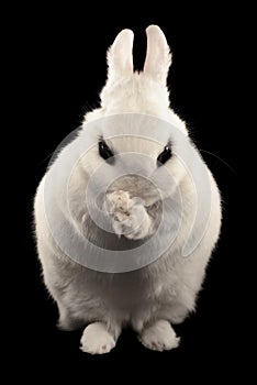 Dwarf Hotot Rabbit