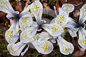 Dwarf Iris - Pumila - Horizontal