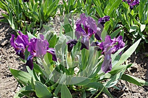 Dwarf irises in bloom in April