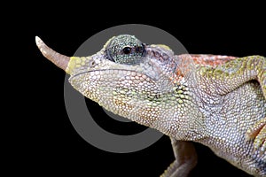 Dwarf Jackson chameleon Trioceros jacksonii merumontanus female