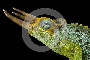 Dwarf Jackson`s chameleon Trioceros jacksonii merumontanus