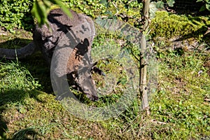 Dwarf kangaroo squats