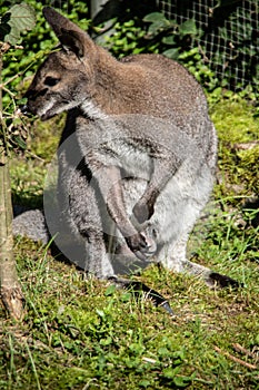 Dwarf kangaroo squats