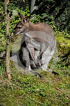 Dwarf kangaroo squats