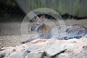 dwarf kangaroo squats