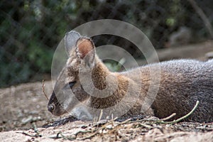 dwarf kangaroo squats