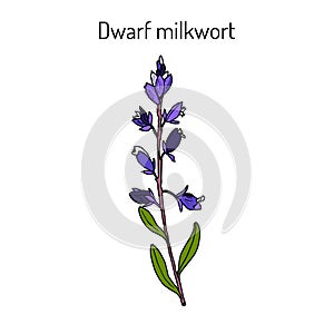 Dwarf or Kentish milkwort polygala amarella medicinal plant photo