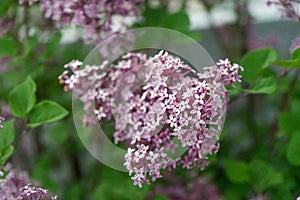 Dwarf Korean lilac tree flower close up, syringa oleaceae