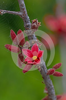 Dwarf kurrajong Brachychiton bidwillii, cluster of buds and a red flowers