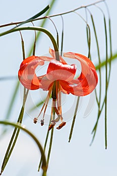 Dwarf Lily, Lilium pumilum Delile photo