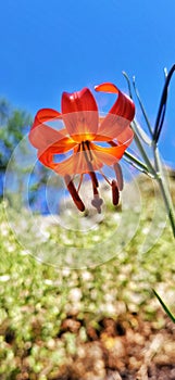 Lilium pumilum Delile. Dwarf Lily on the shore of lake Baikal, Lilium pumilum Delile. photo