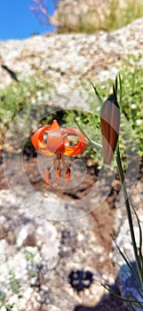 Dwarf Lily on the shore of lake Baikal, Lilium pumilum Delile. photo