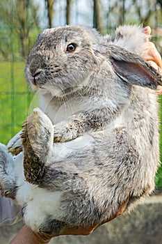 Dwarf lop-eared rabbit breeds Ram