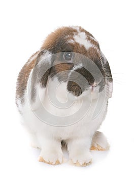 Dwarf lop-eared rabbit