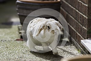 Dwarf lop eared rabbit