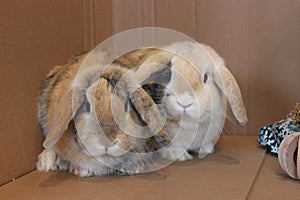 Dwarf lop rabbit brothers indoor pets