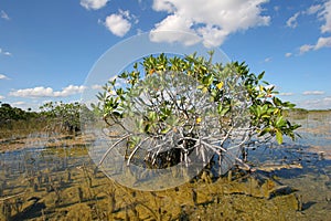 Dwarf Mangrove Trees of Everglades National Park, Florida.