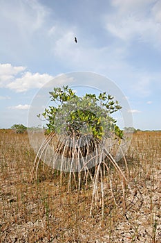 Dwarf Mangrove Trees of Everglades National Park, Florida.